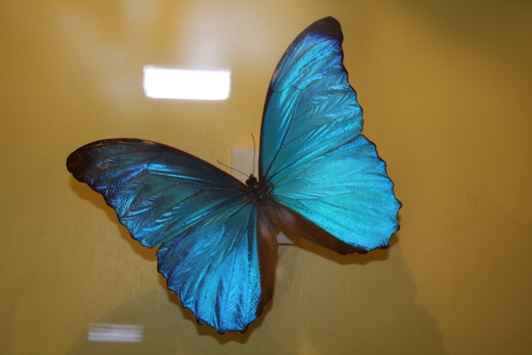 Creation of Butterfly Heaven: Step 12